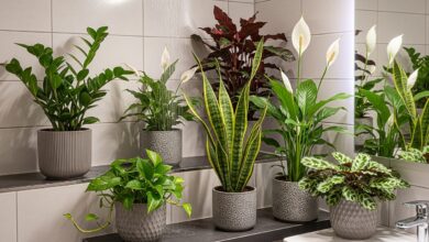 Dekorative und genügsame Pflanzen fürs Bad ohne Licht